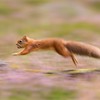 Red Squirrel (Sciurus vulgaris) adult in summer coat running across fallen log